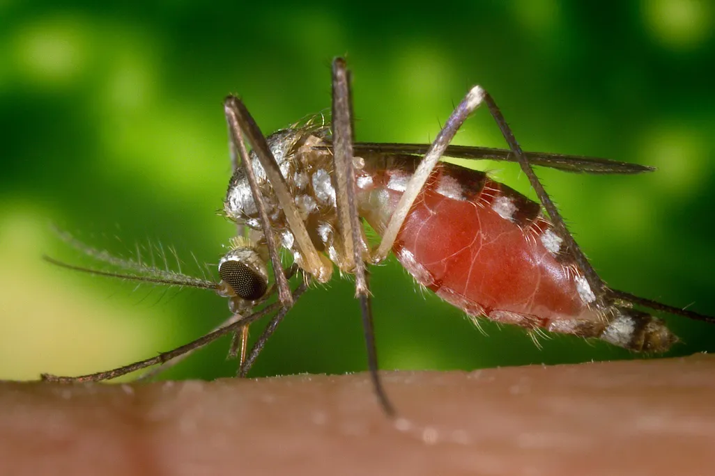 mosquito