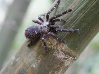 The newly recognized species, Taksinus bambus, is the first known tarantula to nest exclusively inside bamboo stalks.