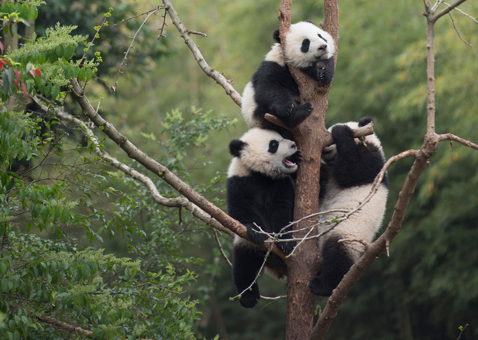 binnenvallen middag Schaduw The Science Behind the Unbearably Cute IMAX Movie "Pandas" | At the  Smithsonian| Smithsonian Magazine