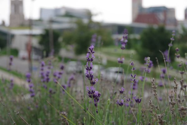 Lavender Flowers outside the Cleveland Art Museum thumbnail