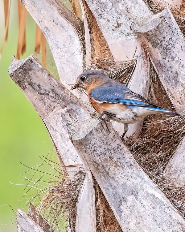 Female Bluebird Collecting Nesting Material thumbnail