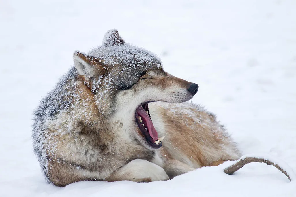 Wolf yawning, Germany