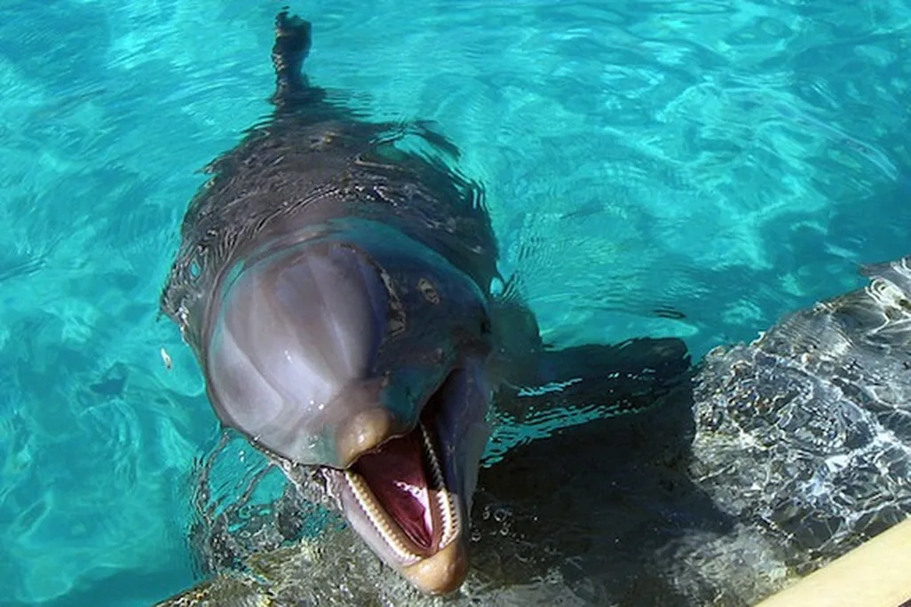 20121108020018dolphin.jpg