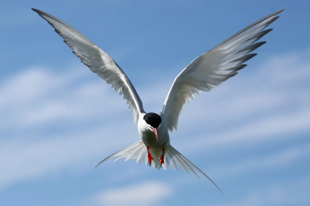 Arctic Tern