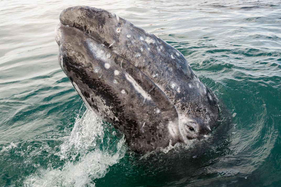 Gray Whale Calf Eyeing Me Baja California California Mexico ...