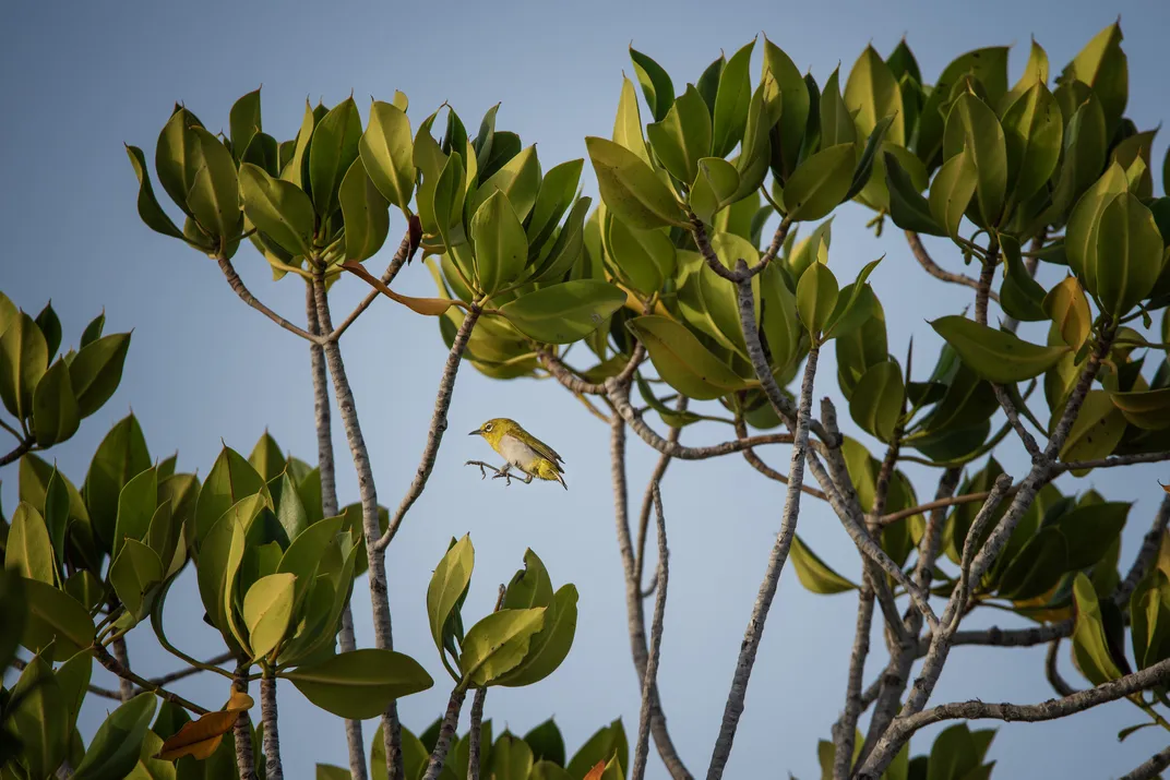 a small yellow bird appears to jump between branches in the upper canopy of a mangrove