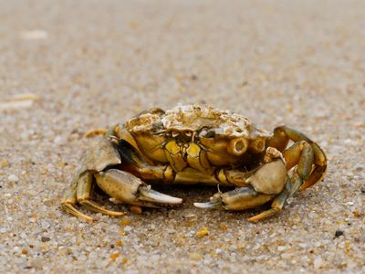 This is a European shore crab in the wild. Crabs like this were used in the study to complete mazes.  
