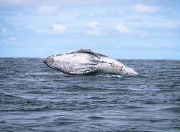 new tricks of a humpback whale calf thumbnail