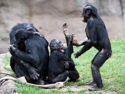 Bonobos are known to make at least 38 distinct calls