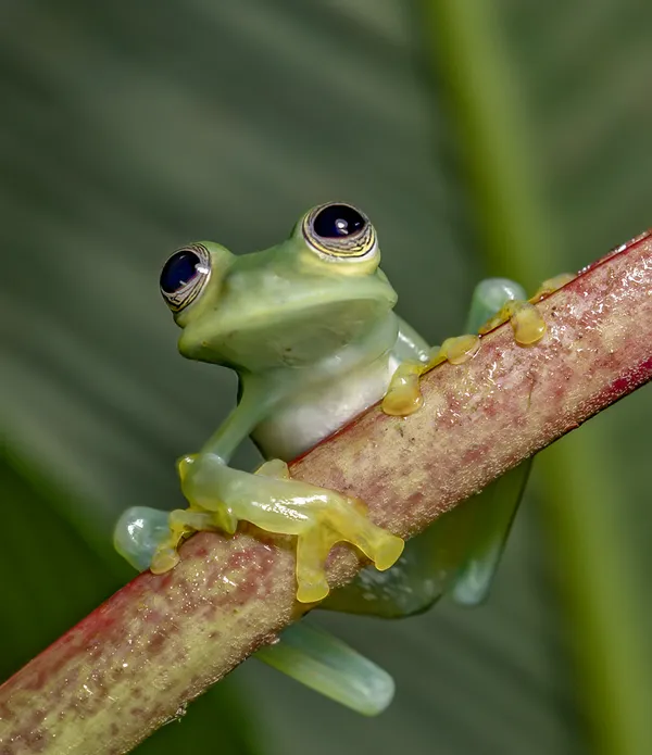 A glass frog in San Carlo, Ecuador thumbnail