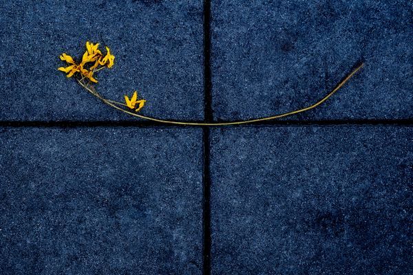 Underfoot: yellow flower on blue pavers thumbnail