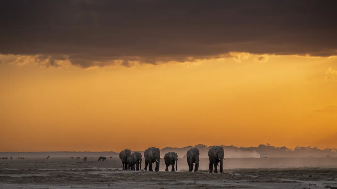 4 - The sun sets as a herd of elephants walks across the dry earth.