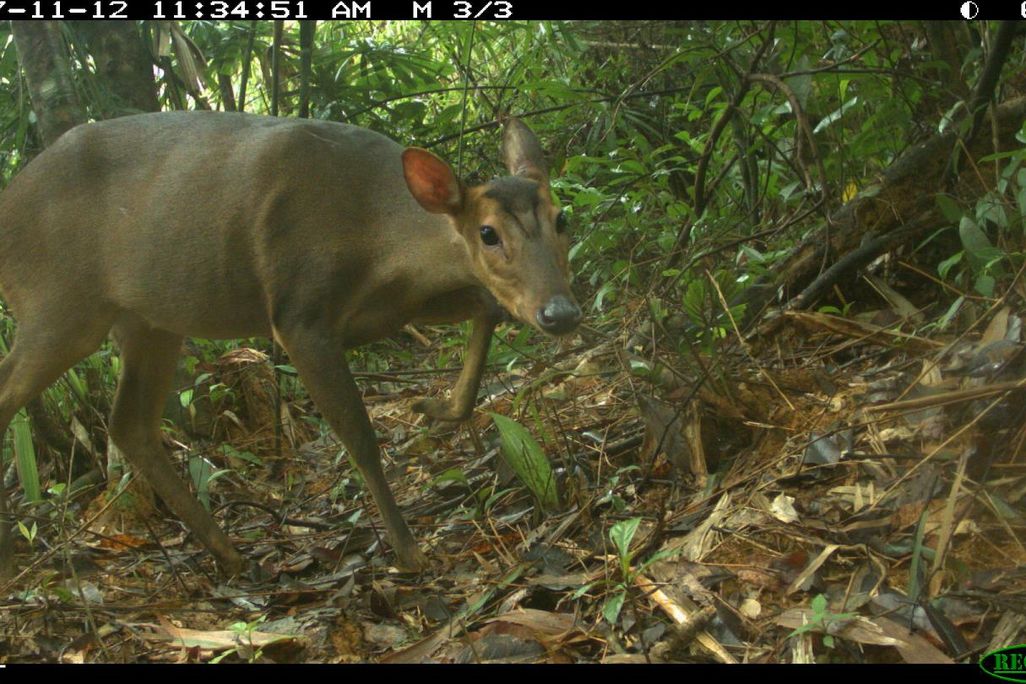 muntjac.jpg