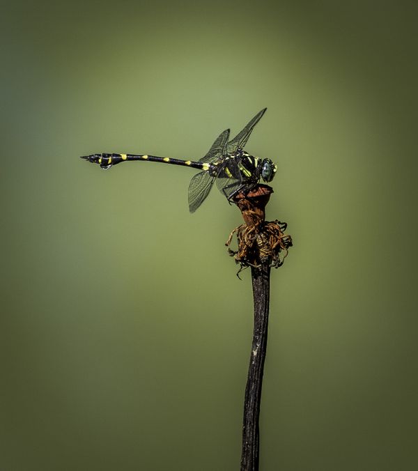 Dragonfly posing on dead Lotus Flower stem thumbnail
