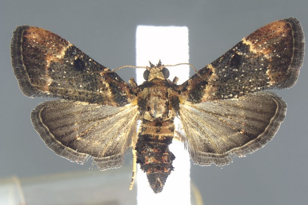 Salma brachyscopalis Hampson