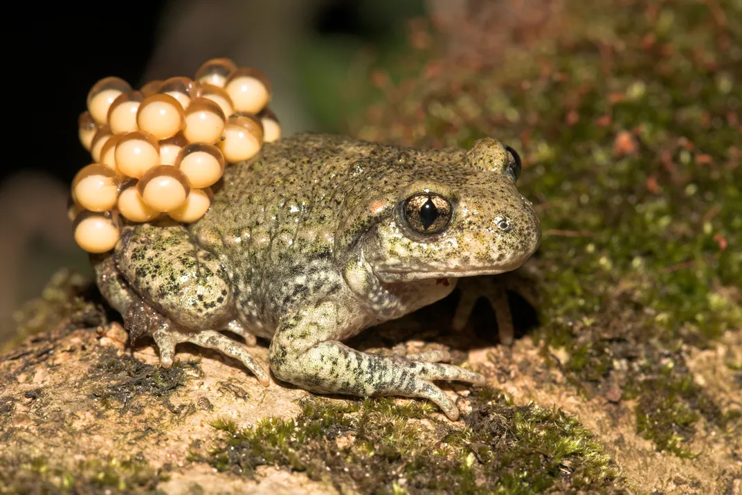 How American Scientists Are Planning to Thwart a Salamander Apocalypse 