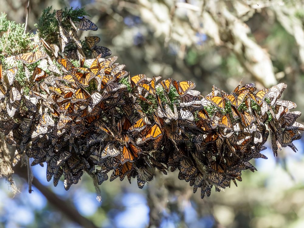 Monarchs cluster together on a tree