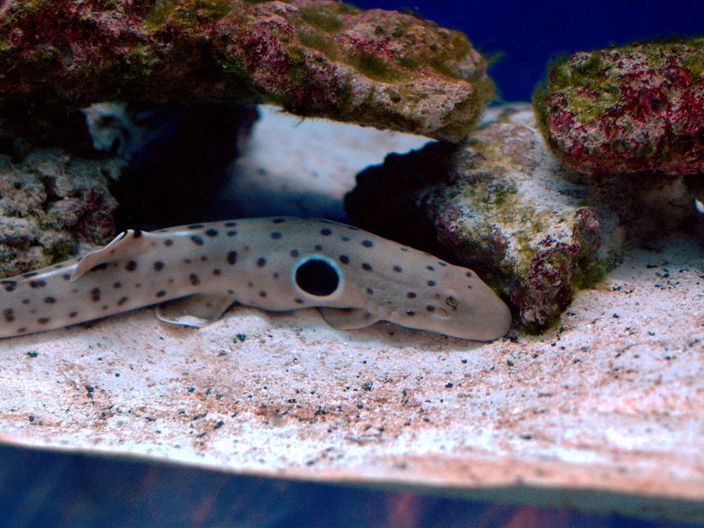 An epaulette shark (Hemiscyllium ocellatum) photographed in captivity at the Adventure Aquarium in Camden in 2009.