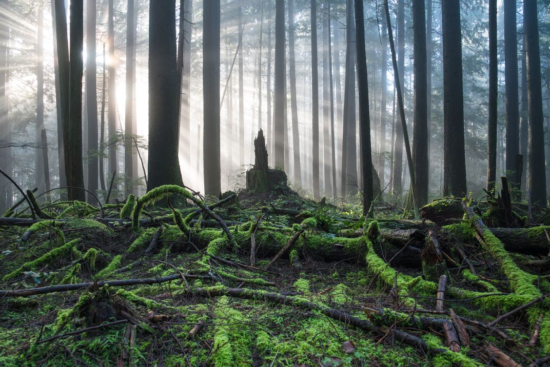 mystic wood Smithsonian Photo Contest Smithsonian Magazine