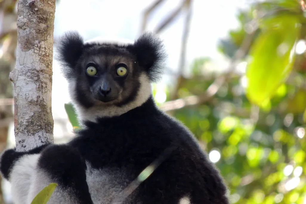 A black and white lemur in a tree