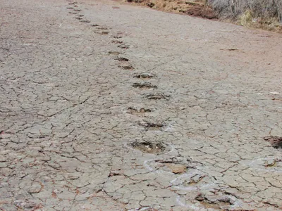 A track of dinosaur footprints preserved in floodplain deposits in Brazil. The tracks date to around 120 million years ago.