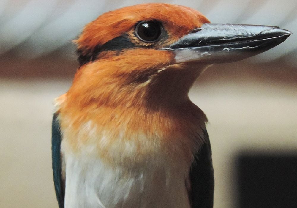 Female Guam kingfisher Giha at the Smithsonian Conservation Biology Institute. Guam kingfishers are extinct in the wild, but scientists are working to change that by breeding the species for release in the near future.