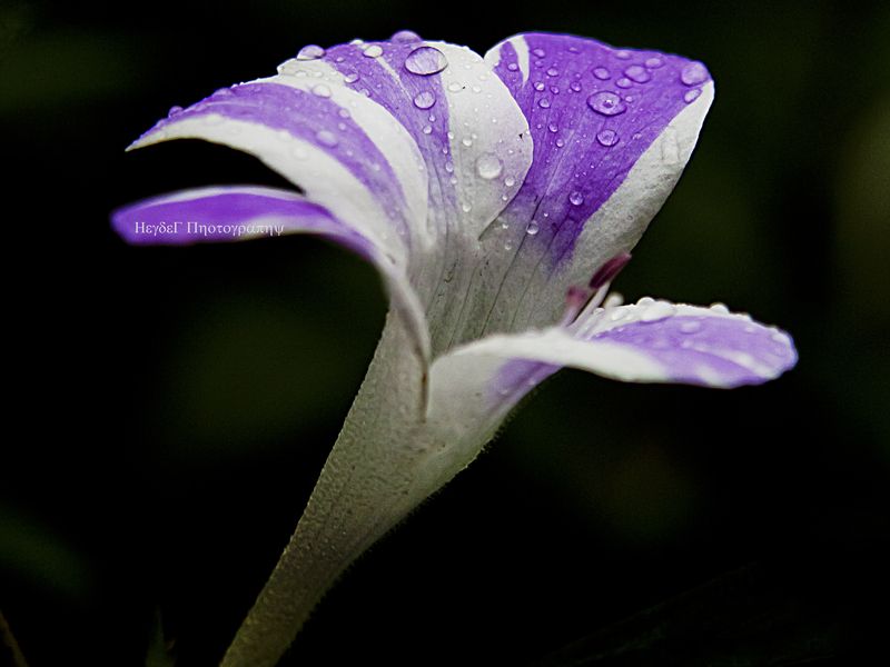 Striped Philippine Violet | Smithsonian Photo Contest | Smithsonian ...