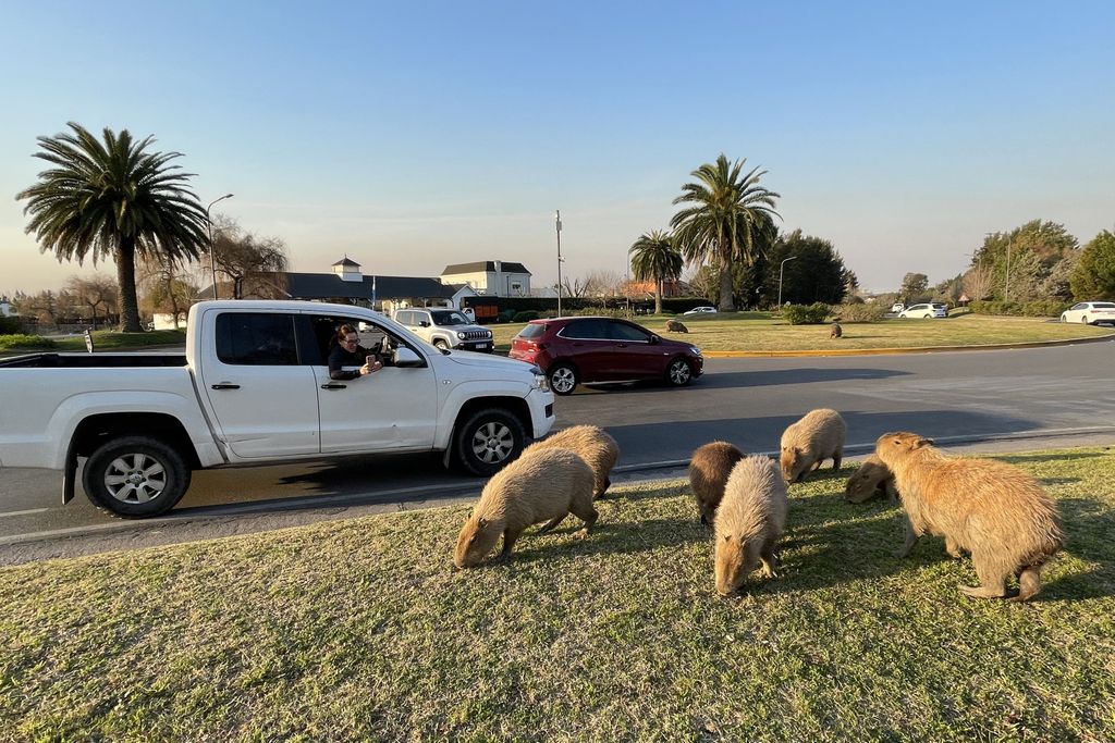 A passenger in a white truck photographs several capybaras in a yard in a gated community