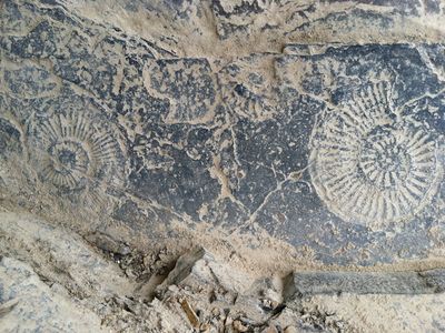 A pair of Ammonite fossils, about 4 inches across, within a limestone bed very close to the Permian-Triassic boundary. 