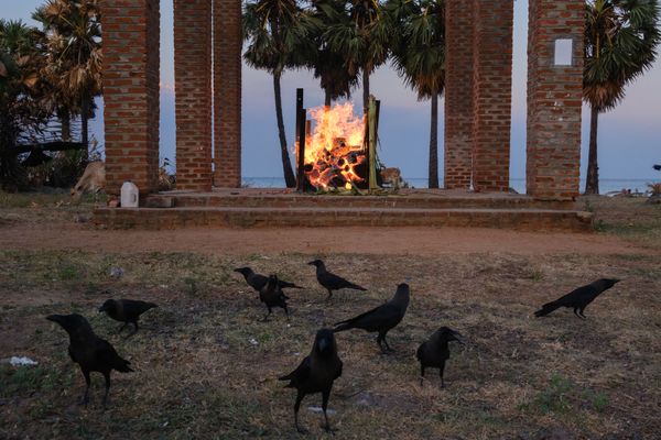 crow at funeral thumbnail