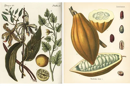 Vanilla beans begin as the seedpods of a tropical orchid (left); Chocolate is made from the seeds hidden inside the fruit of the cacao tree (right).