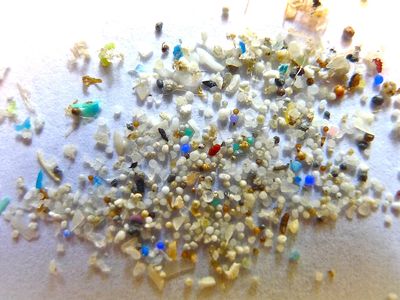 Microplastics are tiny pieces of plastic that have been found all over the world and in the human body.