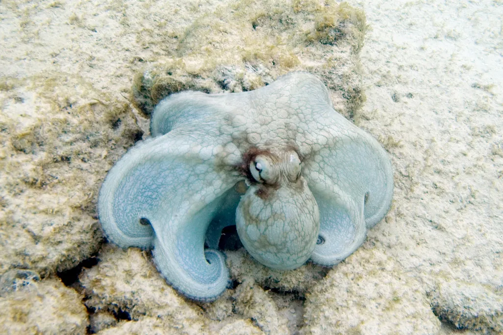 Brazilian reef octopus resting on some rocks underwater
