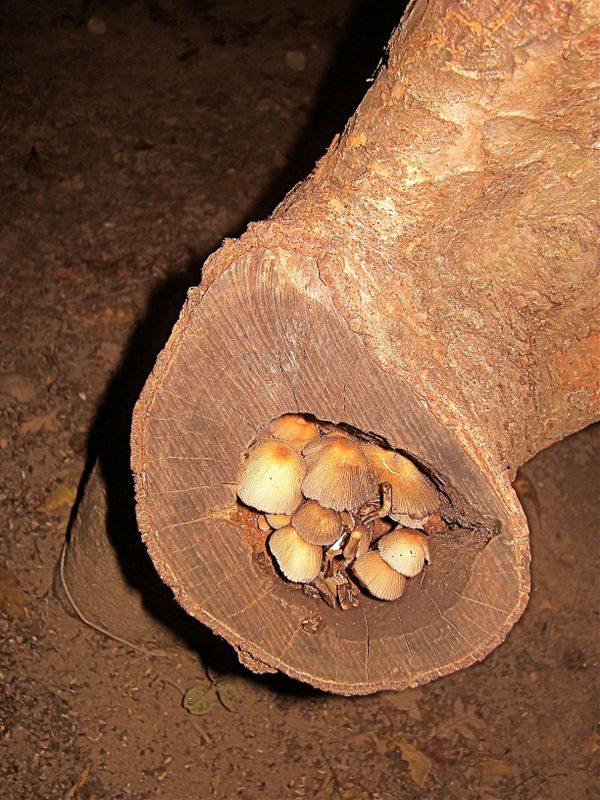 Mushrooms in a tree cavity thumbnail