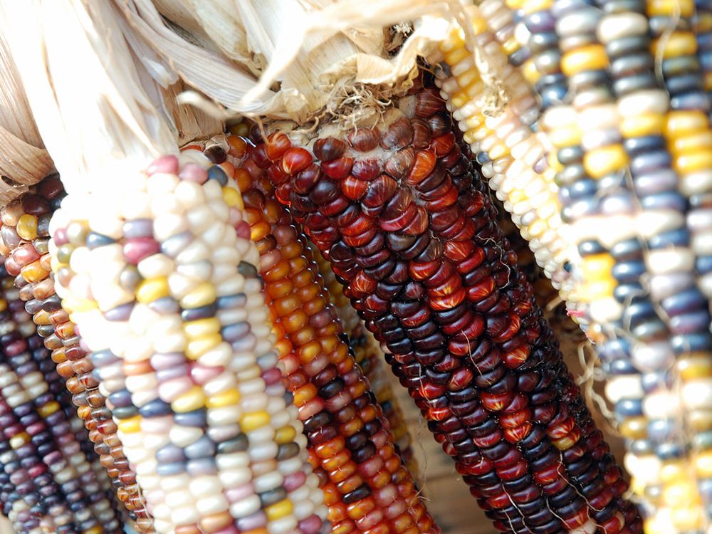 Various cobs of multicolored corn.