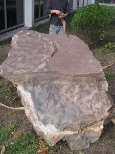 20110520083244dinosaur-track-225x300.jpg