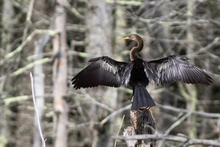 The out-of-place anhinga, spotted in Maine