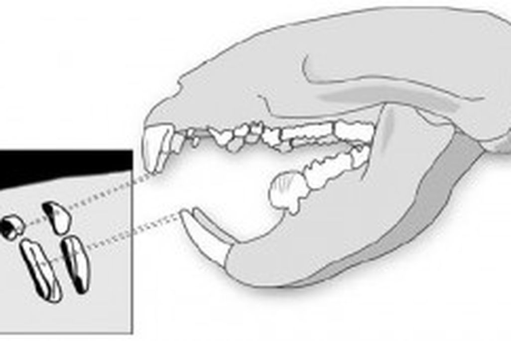 20110520083228multituberculate-tooth-mark-300x161.jpg