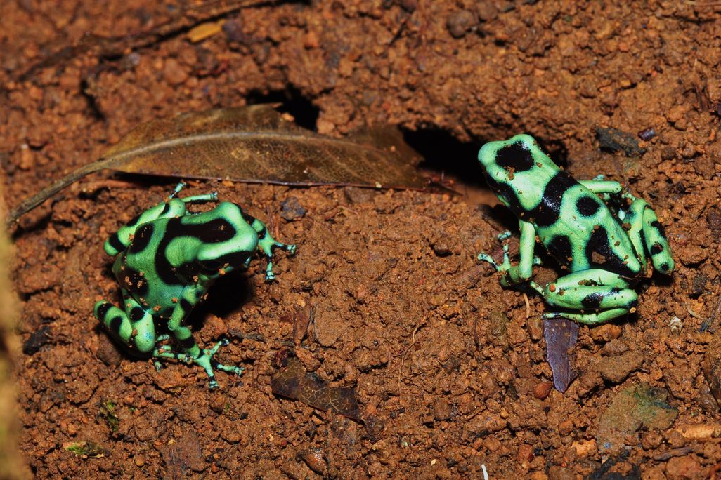 Two green and black poison dart frogs sit next to each other, both facing inward, on brownish soil