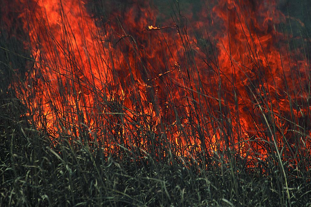 Grass Fire