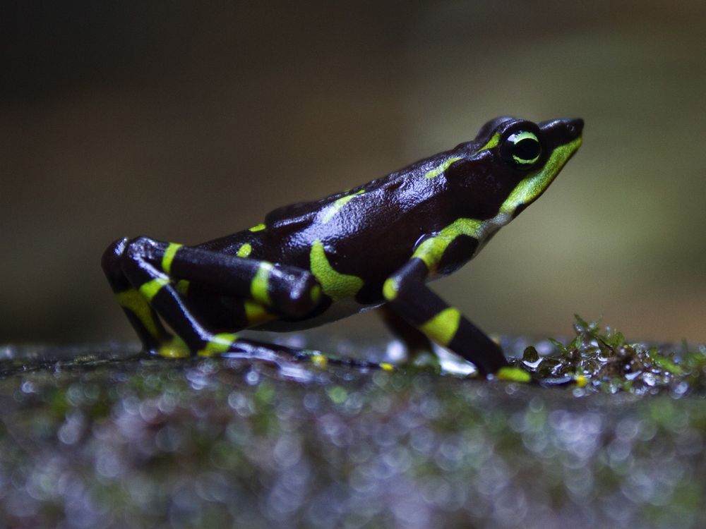 Frog defenders