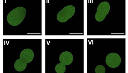 Scientists Say They've Made Cells That Feed, Grow and Reproduce, Bringing Them One Step Closer to Building Life From Scratch