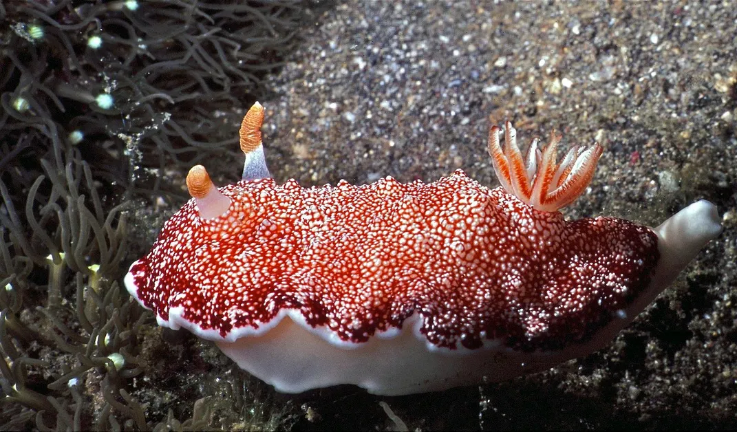 Ryškiai raudonas jūros šliužas baltu dugnu, baltomis dėmėmis ir antenomis plaukia po vandeniu