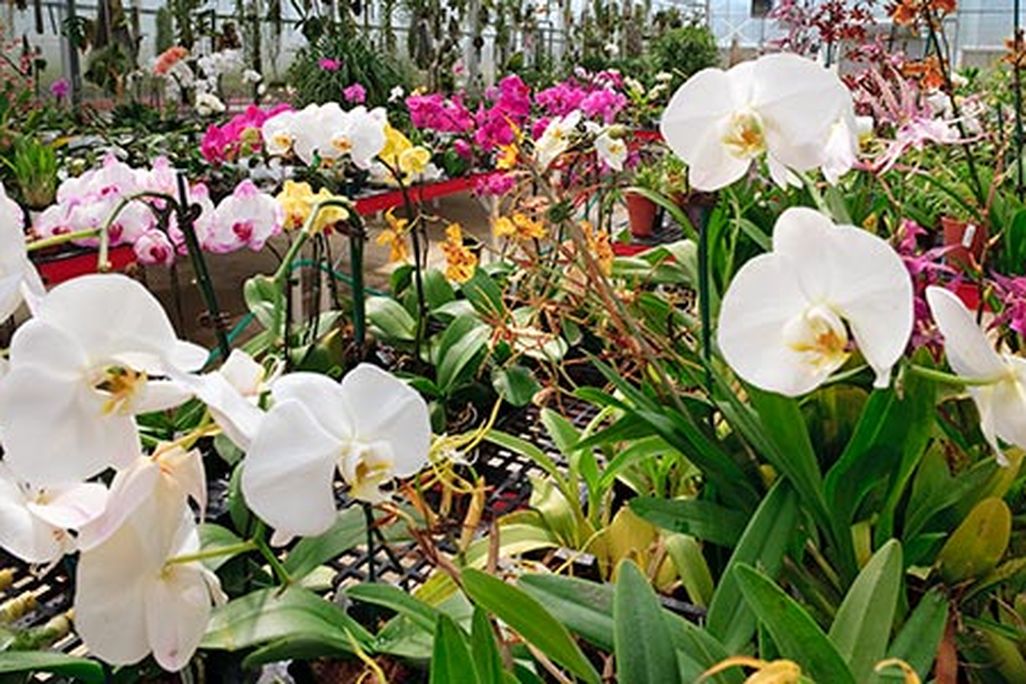 Smithsonian gardens