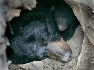 Visible in the entrance to their den are a mother black bear, who has been sedated, and her female cub. Scientists are watching to see how bears will tweak their hibernation habits as the climate warms.