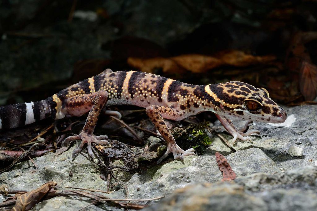 Cave Gecko