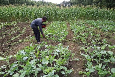 A Kenyan farmer using the fertilizer in his fields.