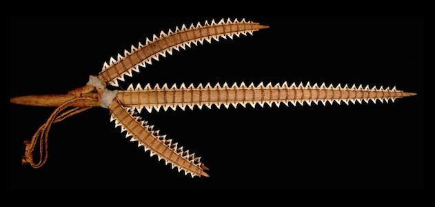 A trident lined with shark teeth, used in the study.