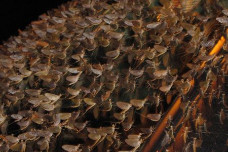 A swarm of mayflies in Ontario