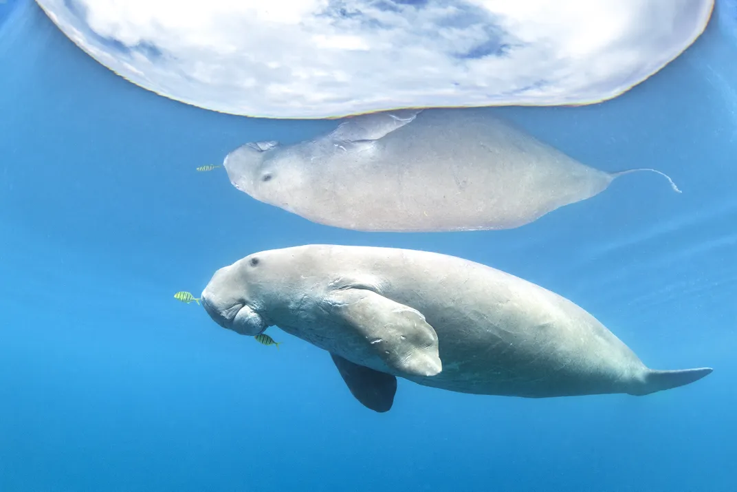 The reflection of a dugong, a cousin of the manatee, is captured as it prepares to breach the surface